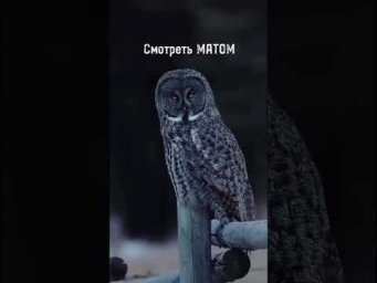 супер способность всех учителей гк: valeriya_math