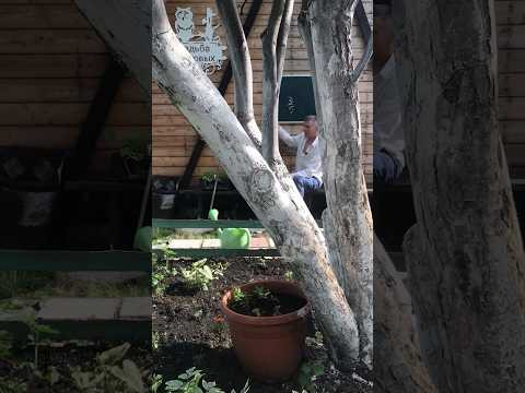 Как научить сравнивать дроби #школа #математика #егэ #психология #school #учеба #огэ