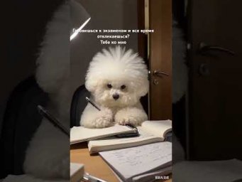 Подготовка к ОГЭ и ЕГЭ