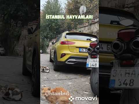 İstanbullular #istanbul #travel #kedi