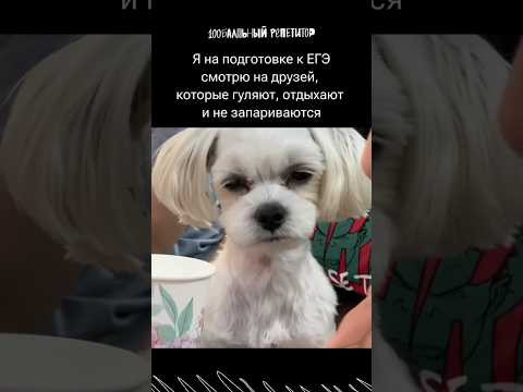 Лови курсы по подготовке к ЕГЭ и ОГЭ по ссылке в комментариях! #100балльныйрепетитор #shorts Лови курсы по подготовке к ЕГЭ и ОГЭ по ссылке в комментариях! #100балльныйрепетитор #shorts