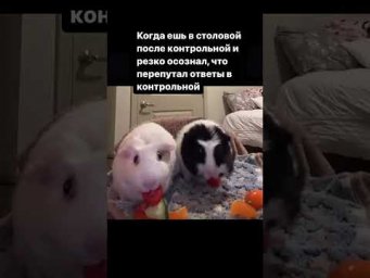 Жиза #школа