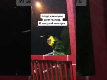 когда закончились каникулы